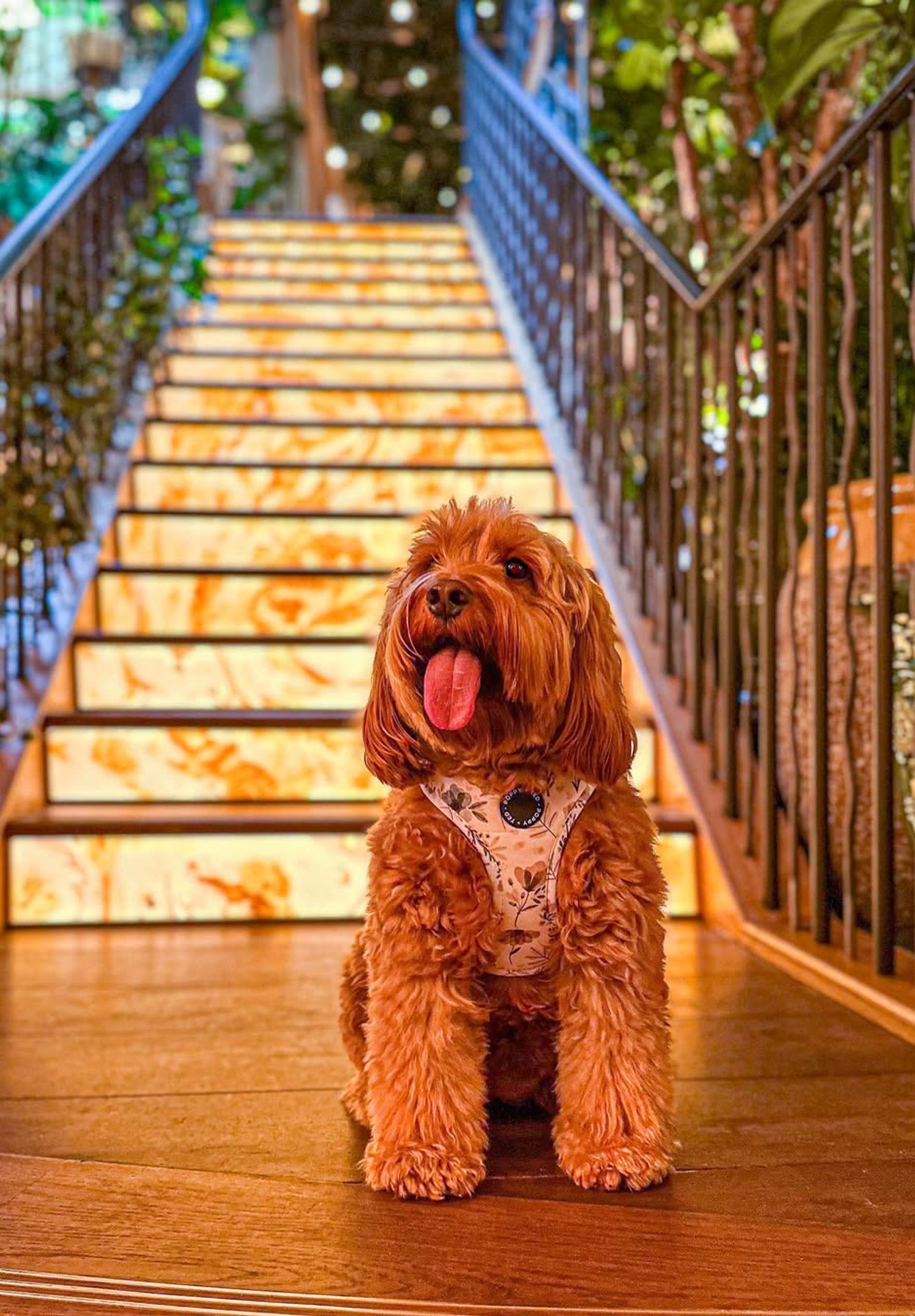 Our Big Mamma restaurants in UK are dog-friendly
